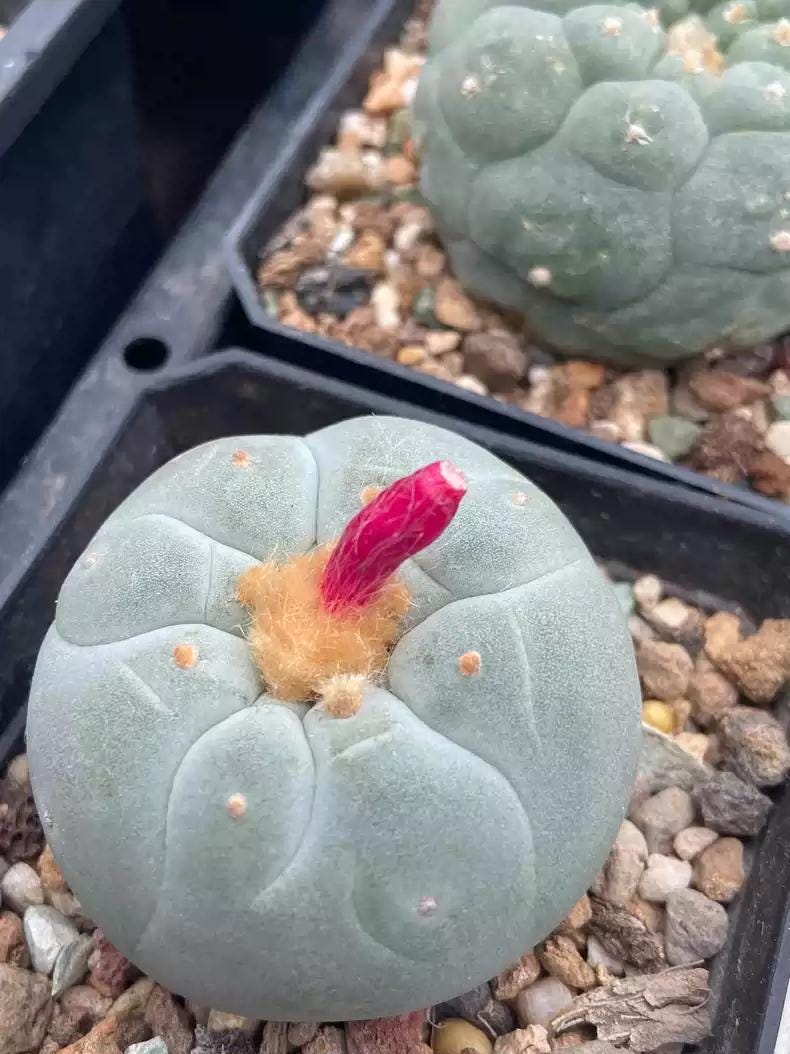 Big White Cactus Fri cii Seeds Different Varieties Mix -- 10+ Seeds