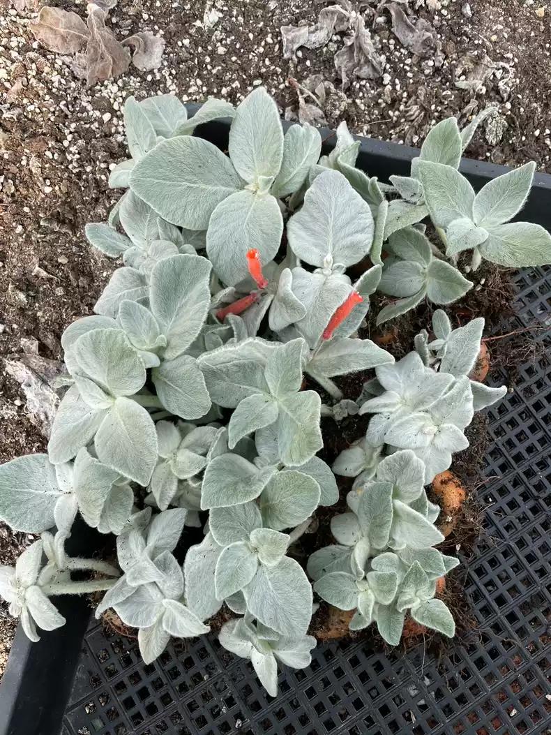 Caudex Tuberous Plant Succulent Sinningia leuc0tricha 4cm +