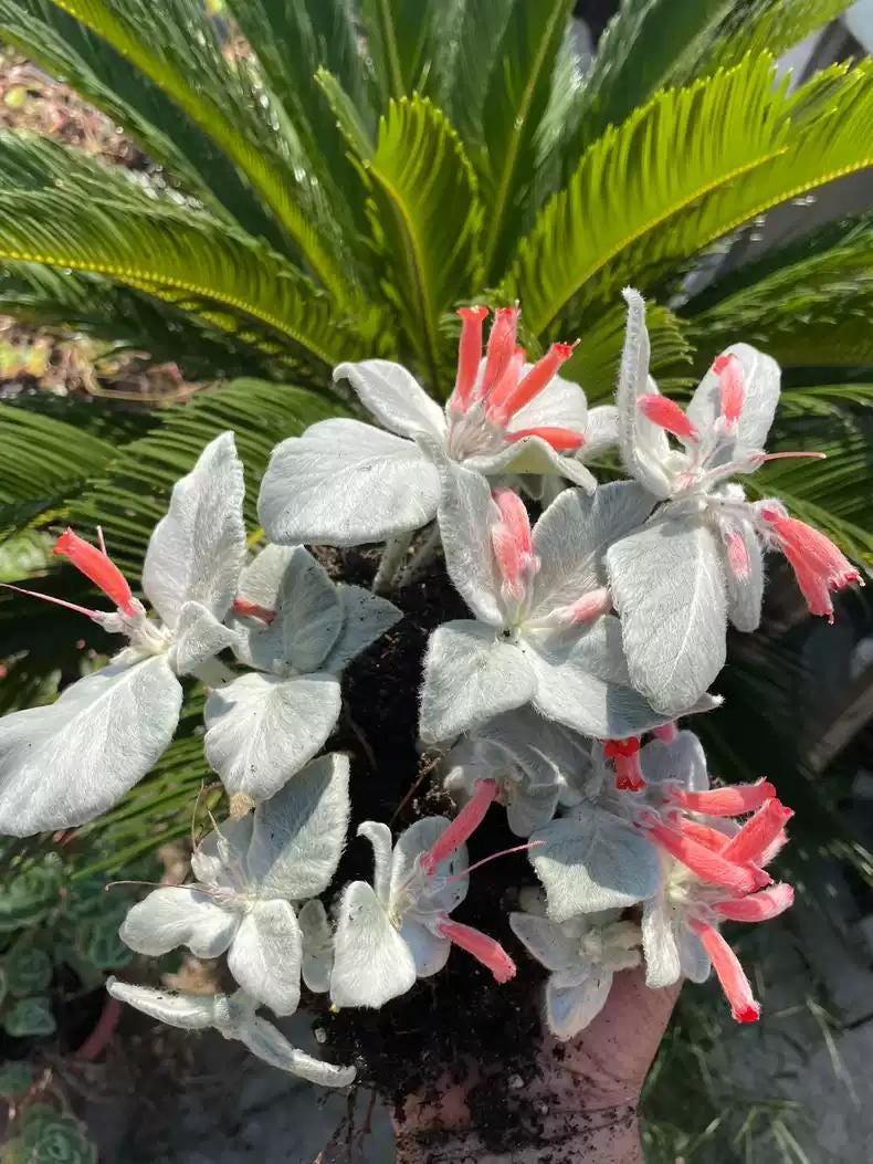 Caudex Tuberous Plant Succulent Sinningia leuc0tricha 4cm +