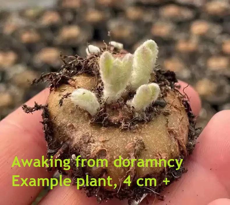 Caudex Tuberous Plant Succulent Sinningia leuc0tricha 4cm +