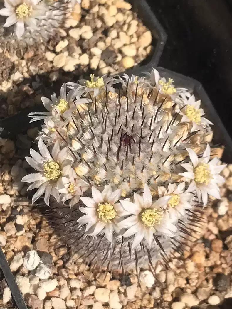 2024 Fresh Seeds Cactus Mammi|aria perezdelar0sae subs.ander soniana. Seeds 20+