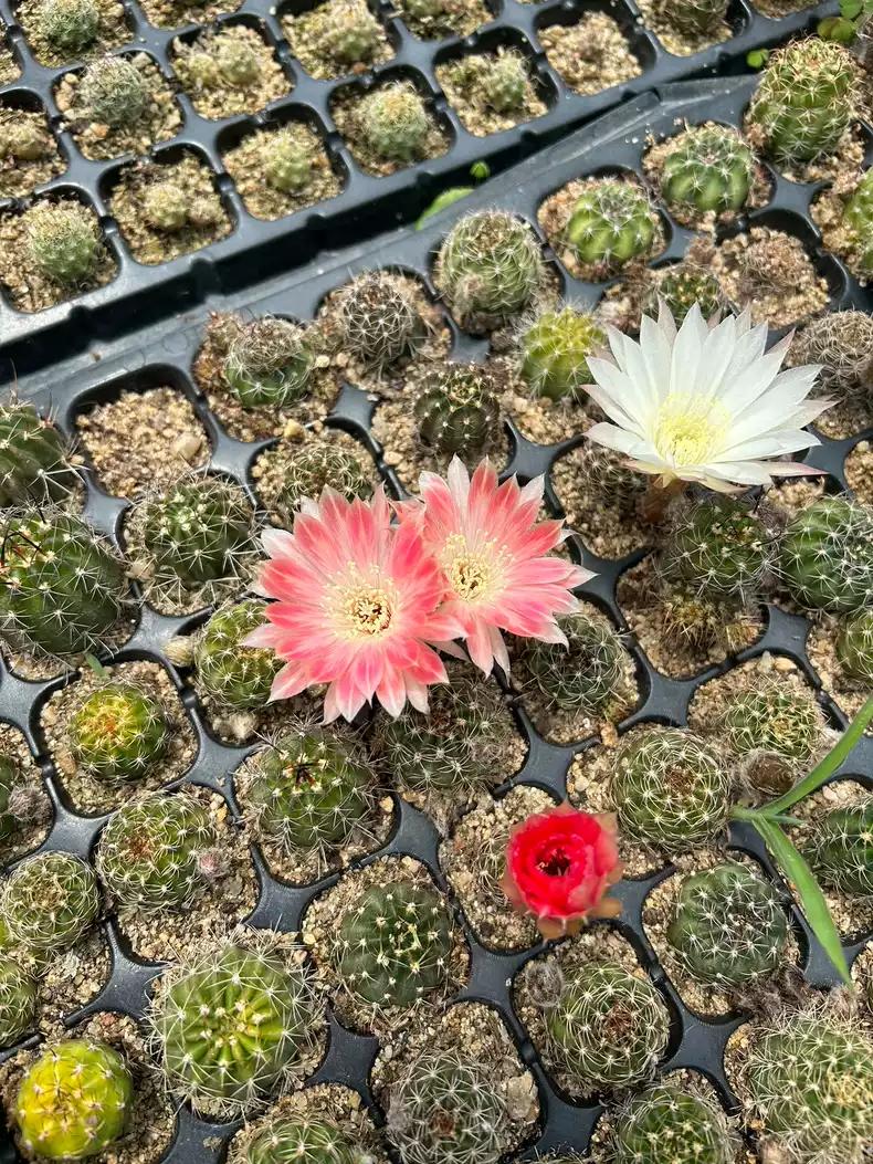Mixed Colour Flowering Lob|ivia Cactus Mix 3cm+ PLANT X 10. Beginners' Package.