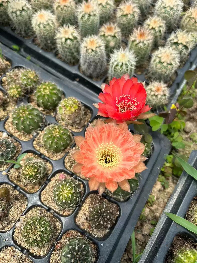 Mixed Colour Flowering Lob|ivia Cactus Mix 3cm+ PLANT X 10. Beginners' Package.