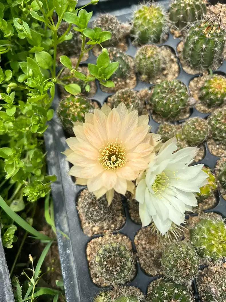 Mixed Colour Flowering Lob|ivia Cactus Mix 3cm+ PLANT X 10. Beginners' Package.