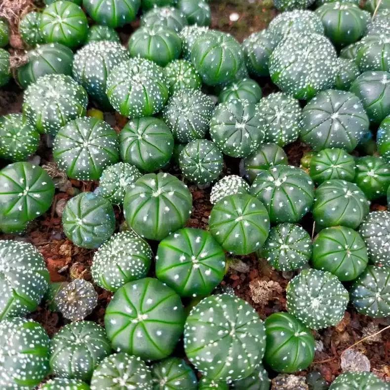 Astro Cactu Supermix Astr0phytum 10 Random Plants Each 1.5-1.8cm+ Size Presale.