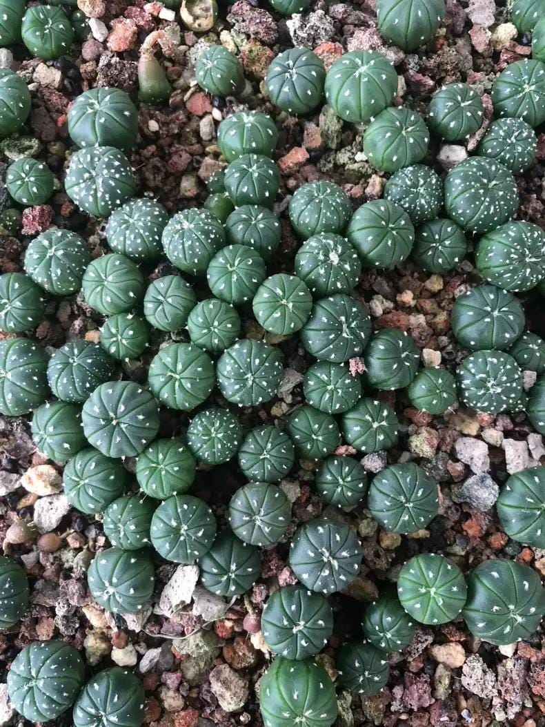 Astro Cactu Supermix Astr0phytum 10 Random Plants Each 1.5-1.8cm+ Size Presale.