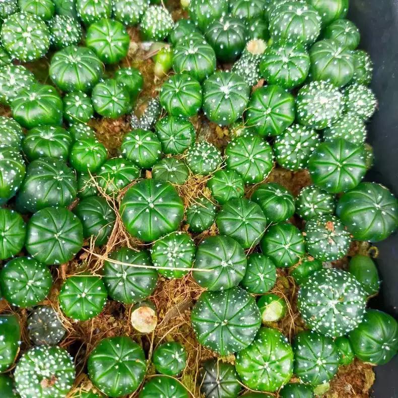 Astro Cactu Supermix Astr0phytum 10 Random Plants Each 1.5-1.8cm+ Size Presale.