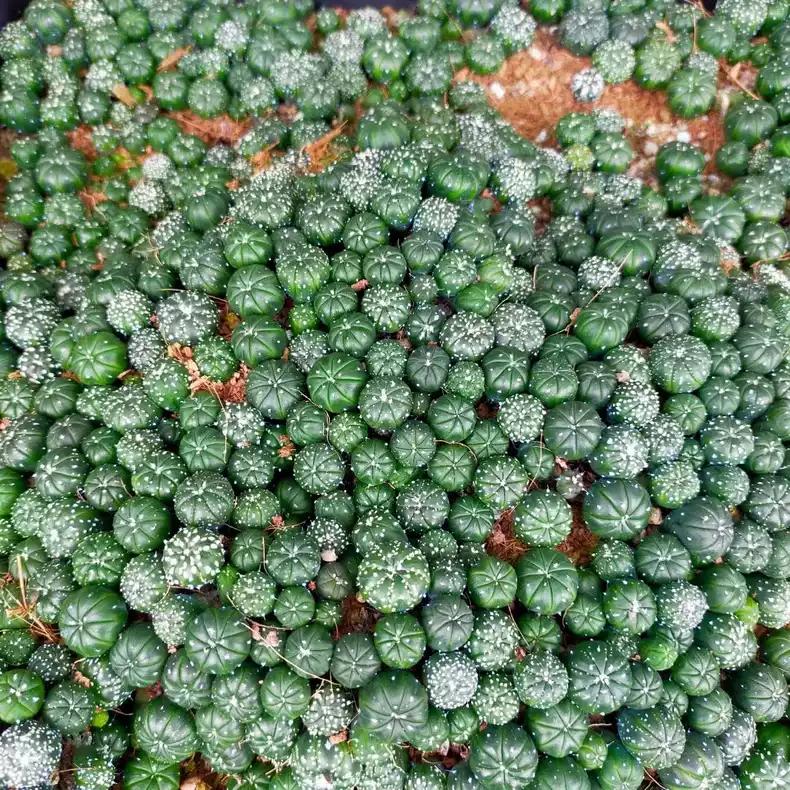 Astro Cactu Supermix Astr0phytum 10 Random Plants Each 1.5-1.8cm+ Size Presale.