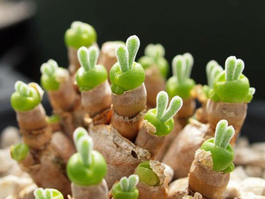 10 Seeds Monilaria moni|iformis, Rabbit plant, Bunny Ear Succulent 2024 Fresh Aiz0aceae Seeds. Seeds 10+