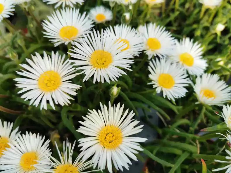 10 Seeds Monilaria moni|iformis, Rabbit plant, Bunny Ear Succulent 2024 Fresh Aiz0aceae Seeds. Seeds 10+
