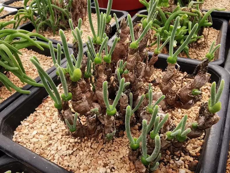 10 Seeds Monilaria moni|iformis, Rabbit plant, Bunny Ear Succulent 2024 Fresh Aiz0aceae Seeds. Seeds 10+