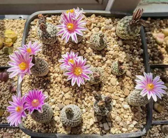 Mini Cactus T. va|dezianus Plant 1.6-2 cm 4 yr old plant. Most of them are Mature