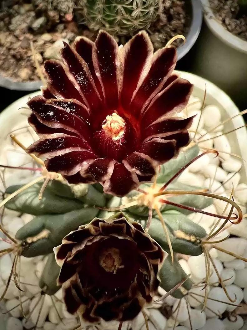 2024 Fresh Seeds Cactus Scler0cactus uncinatus Seeds 15+