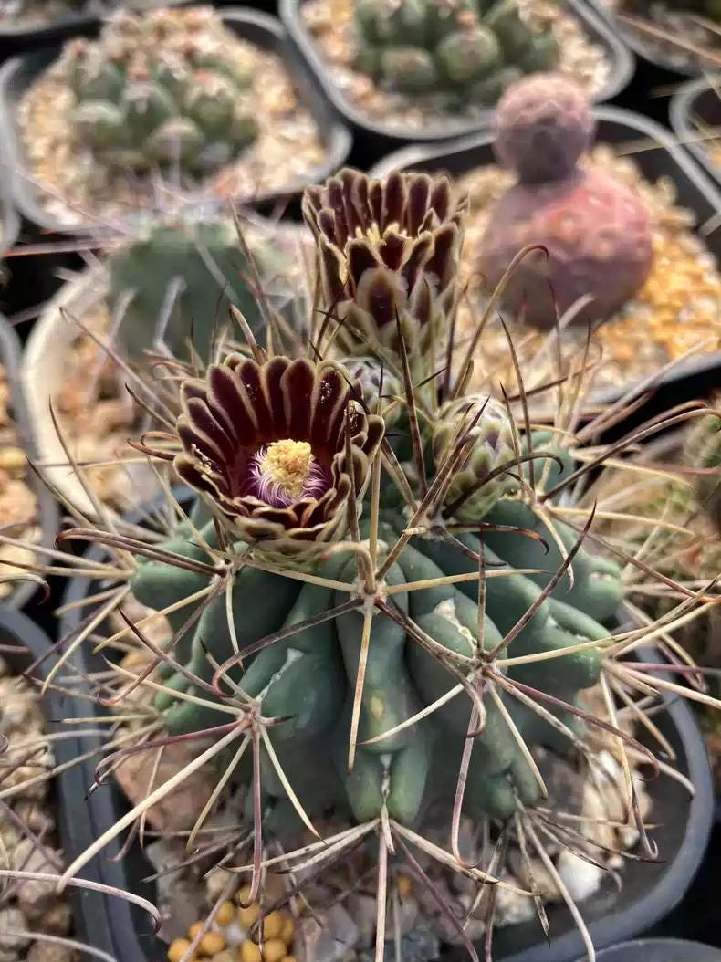2024 Fresh Seeds Cactus Scler0cactus uncinatus Seeds 15+