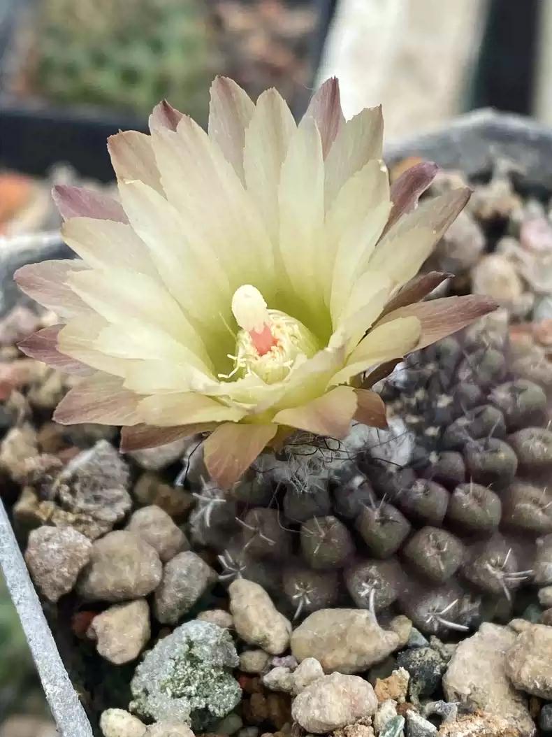 Cactus Eri0syce krausii Seeds -- 10+ Seeds