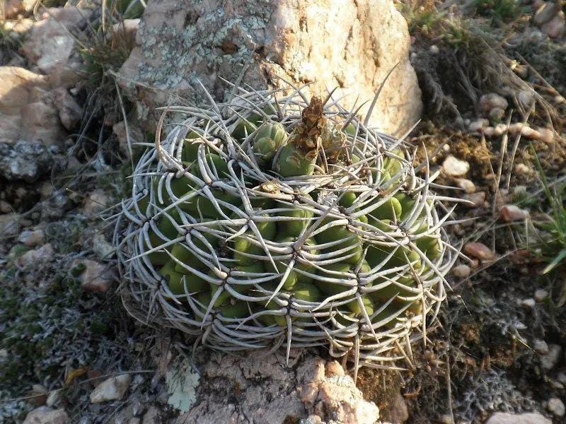 Gymnocalycium ambat0ense Piltz Seeds -- 30+