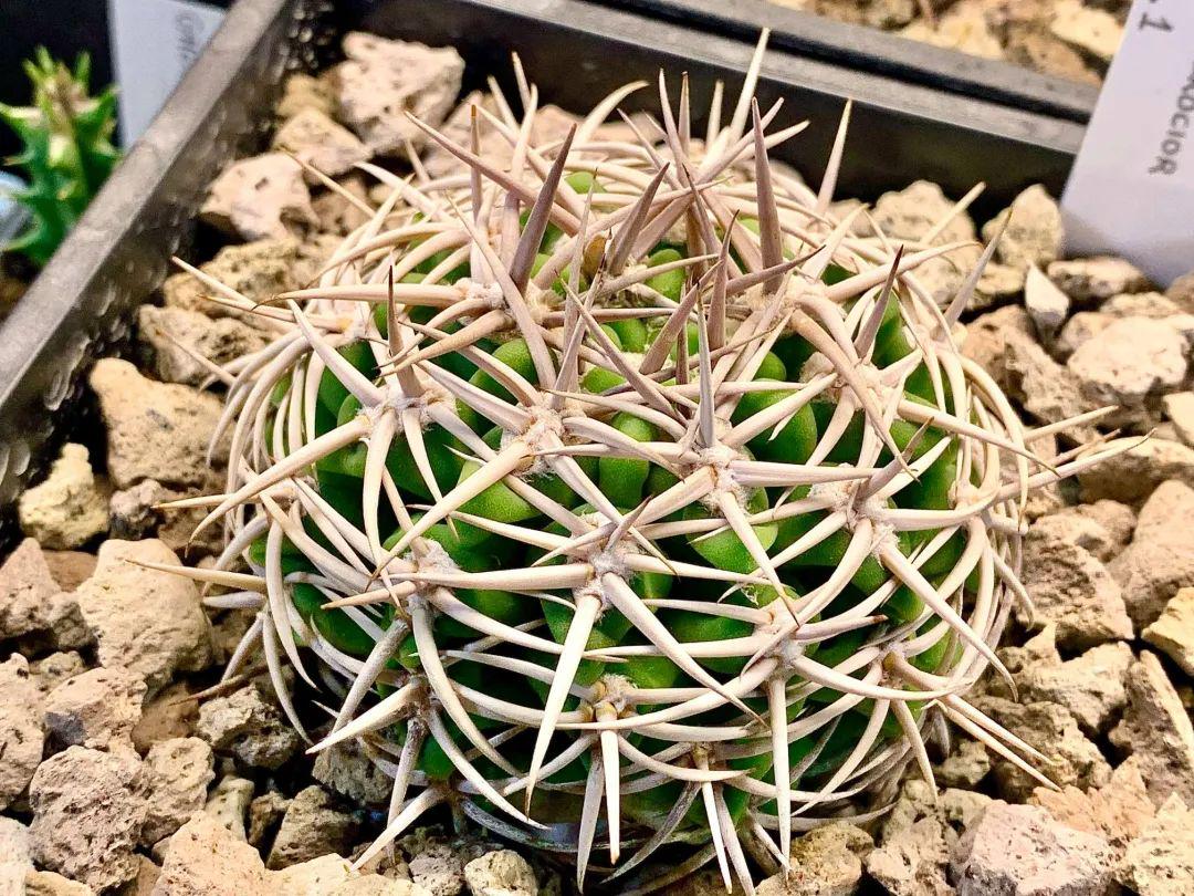 Gymnocalycium ambat0ense Piltz Seeds -- 30+
