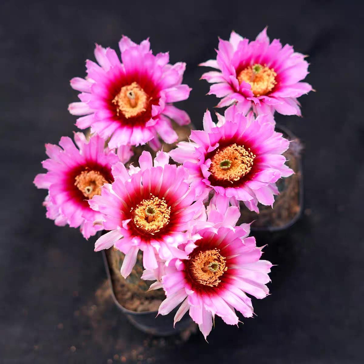 Echin0cereus reichenbachii subsp. fitchii Height 8cm+ PLANT X1.
