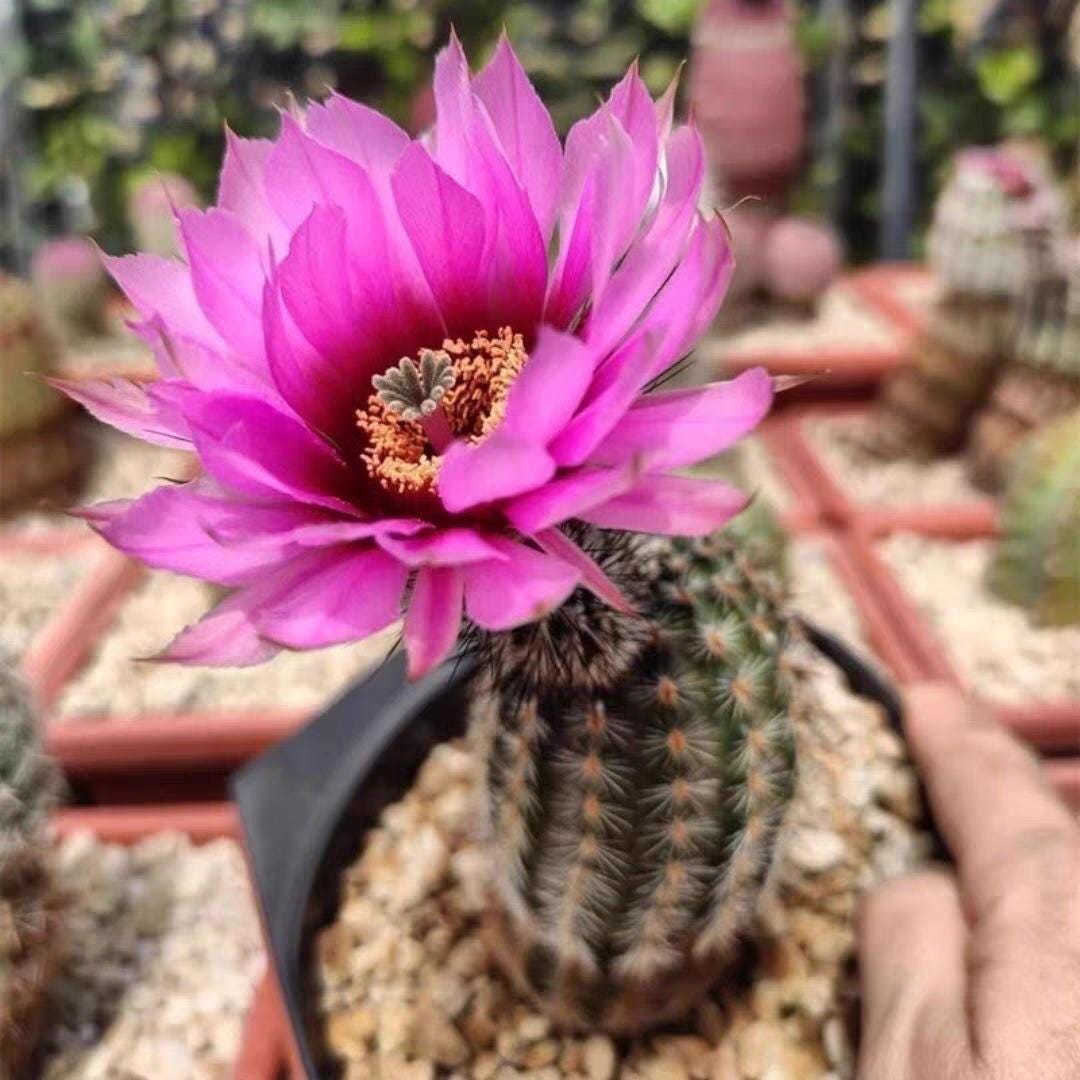 Echin0cereus reichenbachii subsp. fitchii Height 8cm+ PLANT X1.