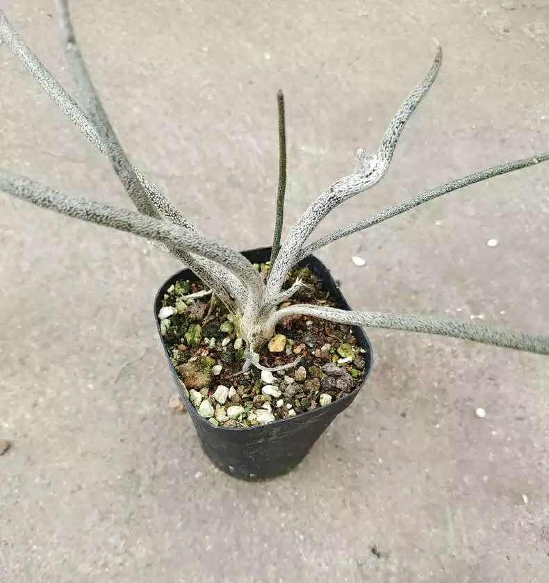 Plant in 7 cm pot