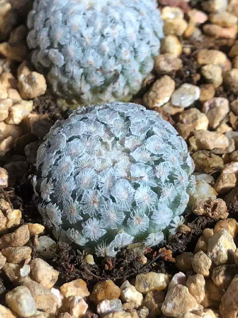 Mini Cactus T. va|dezianus Plant 1.6-2 cm 4 yr old plant. Most of them are Mature