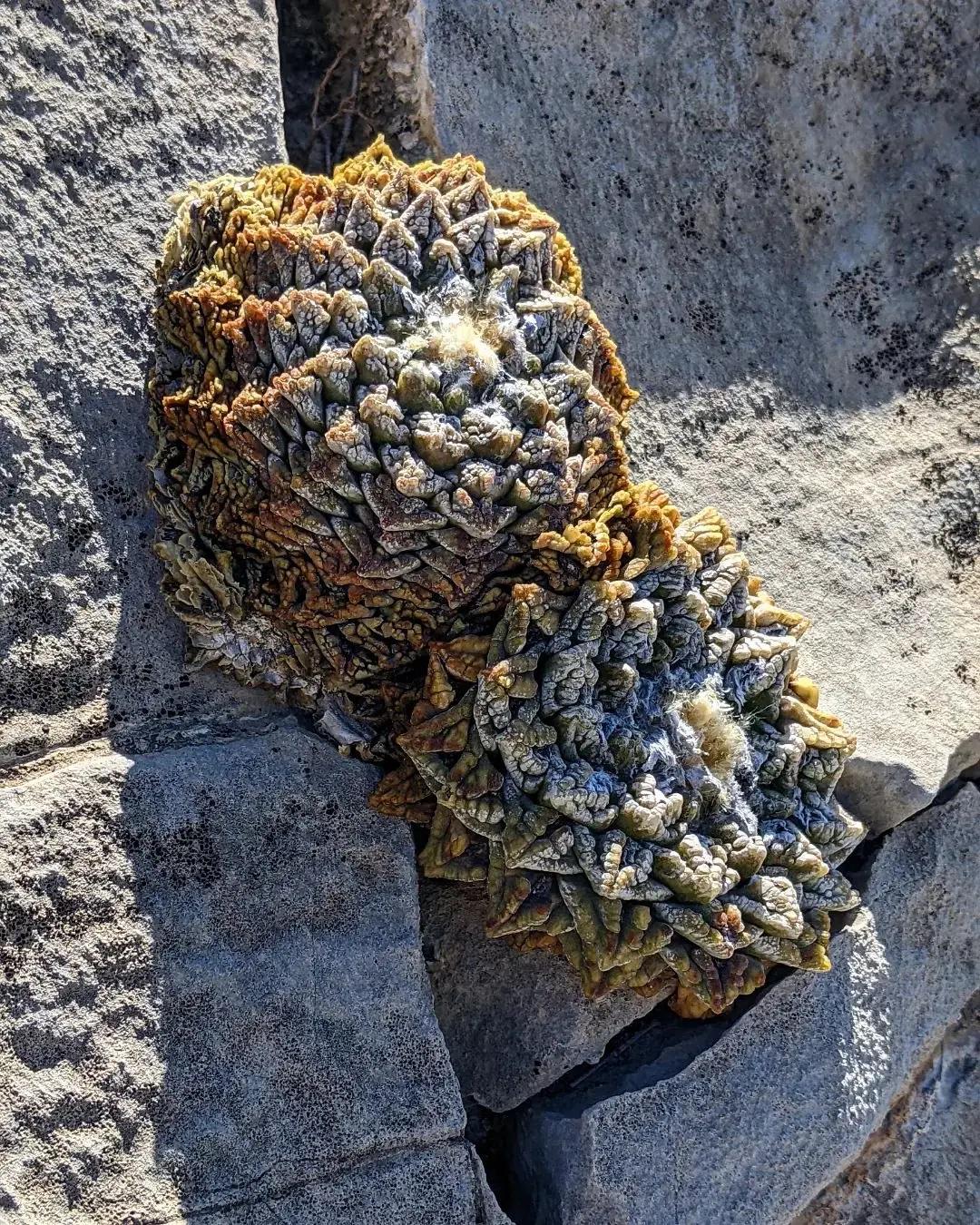 Ari0carpus fissu ratuss Cactus Seeds Rare Species. -- 10+