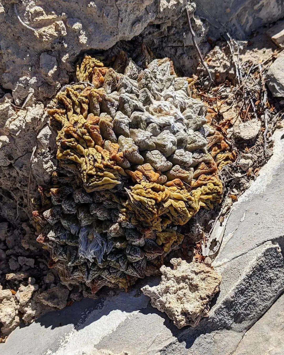 Ari0carpus fissu ratuss Cactus Seeds Rare Species. -- 10+