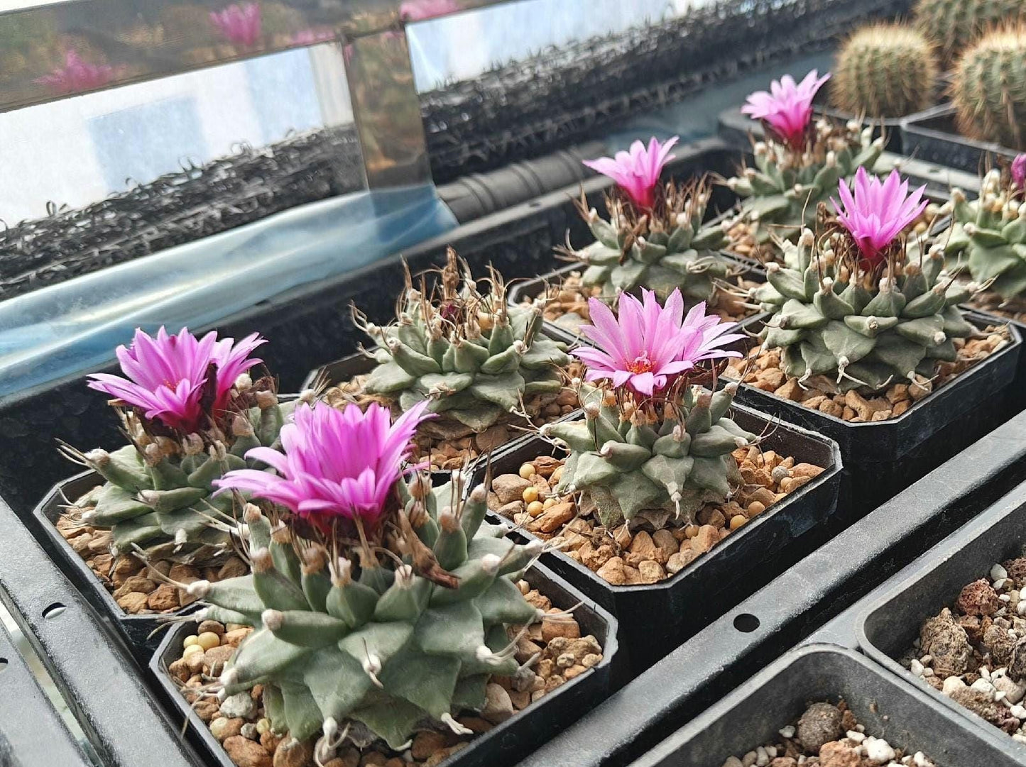 Cactus T.urbinicarpus alons0i Seeds -- 5+ Delicate size Rock cactus.