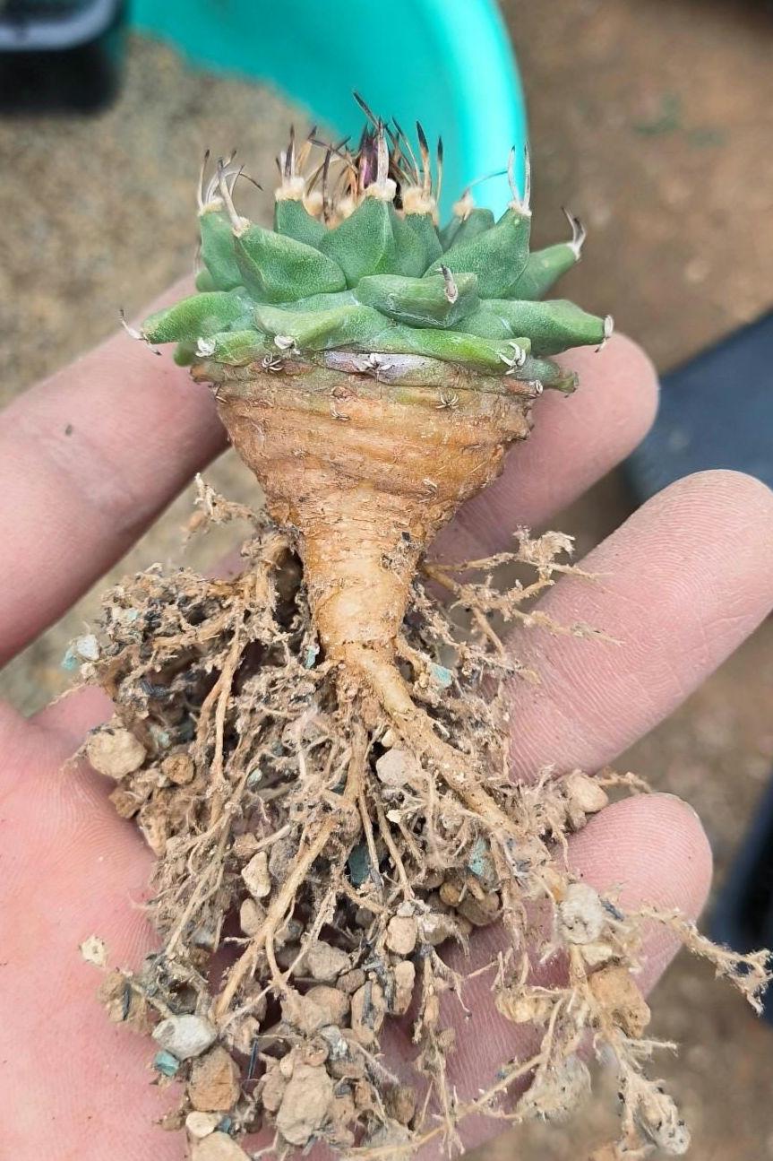 Cactus T.urbinicarpus alons0i 3.5 cm plant x 1. Delicate size Rock cactus. Sample plant in pic1/ Video for mature parent plants only.
