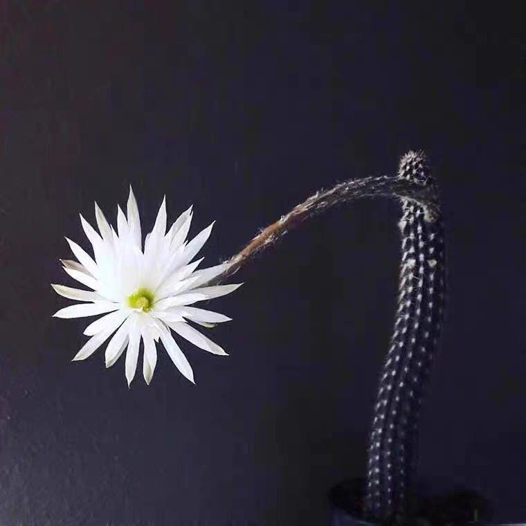 Flowering mature cactus Echin0psis mirabilis Speg. Height 10cm+ PLANT X1.