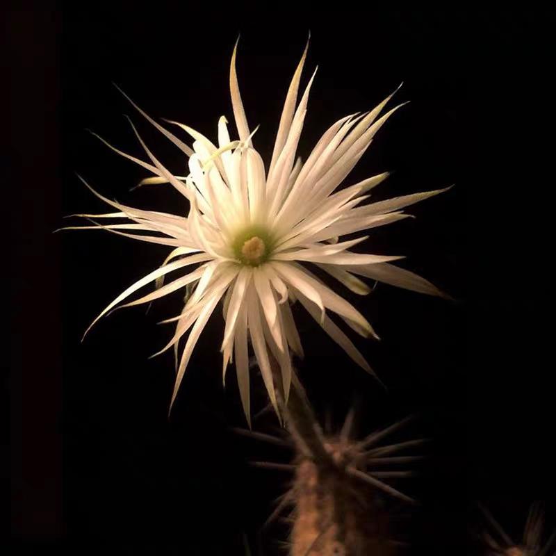 Flowering mature cactus Echin0psis mirabilis Speg. Height 10cm+ PLANT X1.