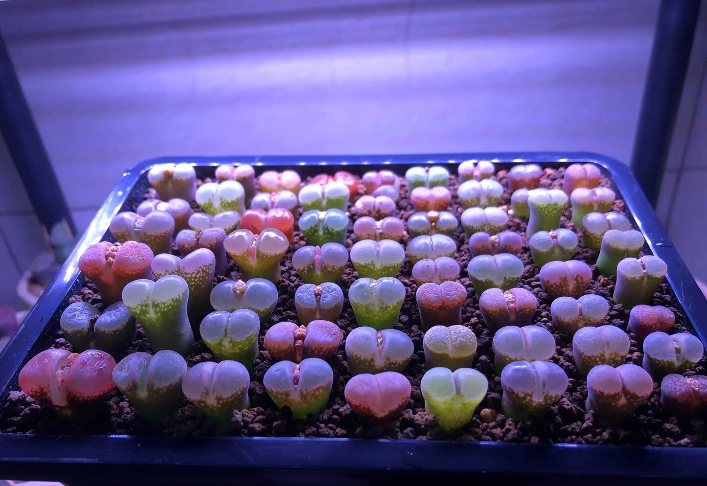 Ophthalm0phyllum Living Stone Lithops succulent Seeds Mix -- 30+