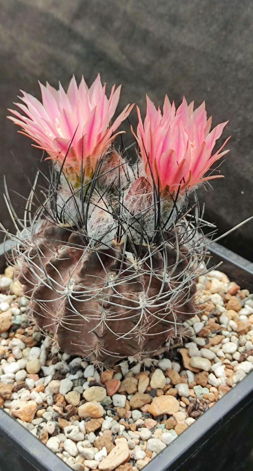 Cactus Eri0syce tal talensis var. floccosus RMF45 -- 10+ Seeds