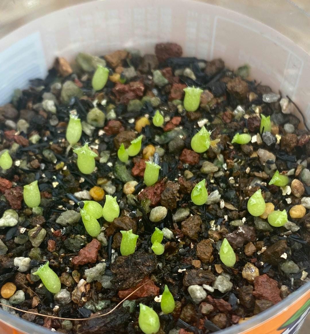 Cactus Eri0syce tal talensis var. floccosus RMF45 -- 10+ Seeds