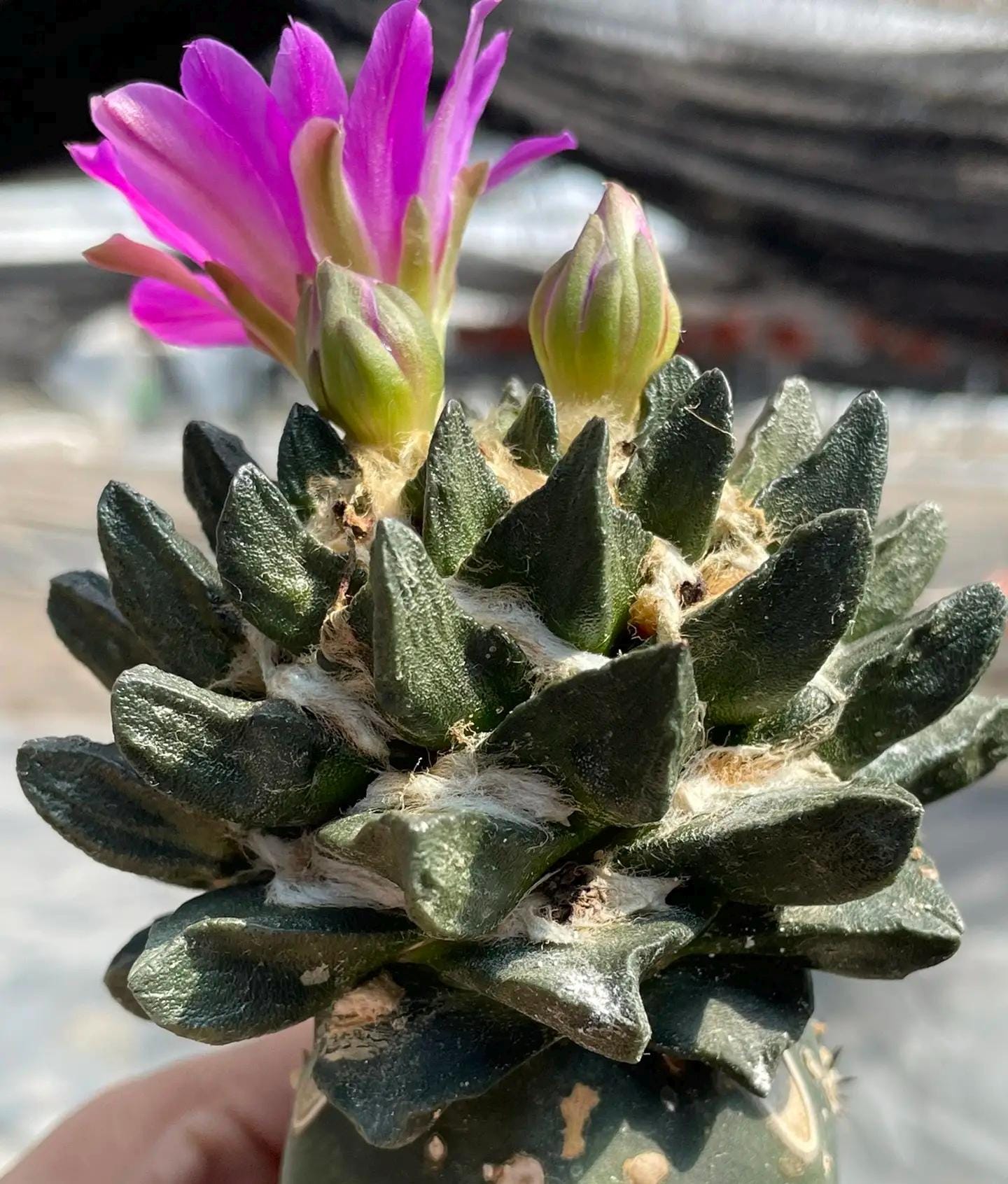 Ari0carpus scaphir0stris -- 6+ Rare Rock Cactus