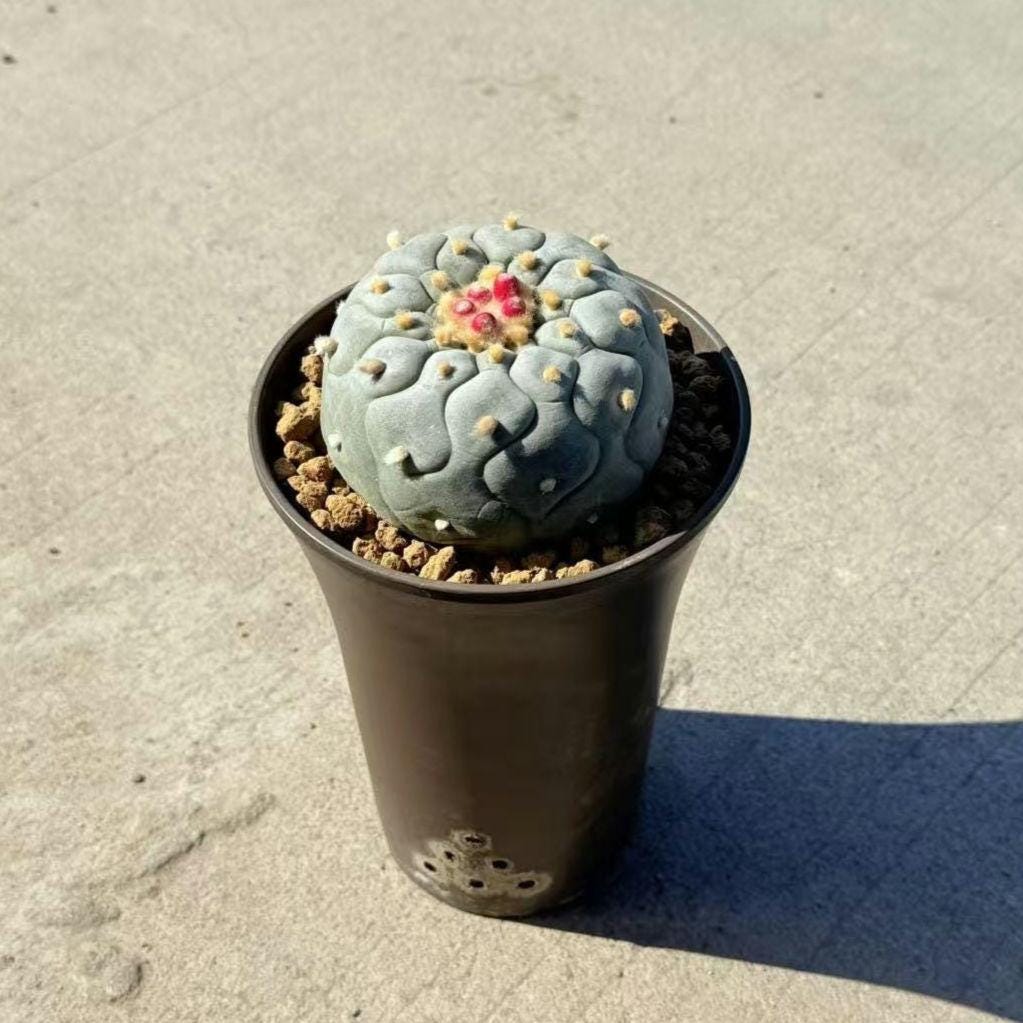 LophoCactus Fri cii Seeds -- 10+ Seeds, Giant mother plant with deep cutted curve, 'bowling pin, jigsaw puzzle patterns. Presale