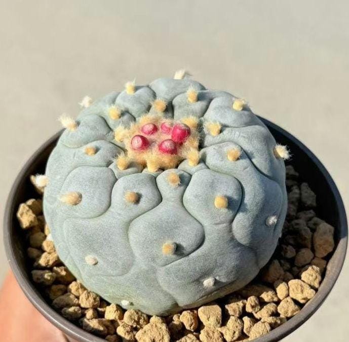 LophoCactus Fri cii Seeds -- 10+ Seeds, Giant mother plant with deep cutted curve, 'bowling pin, jigsaw puzzle patterns. Presale