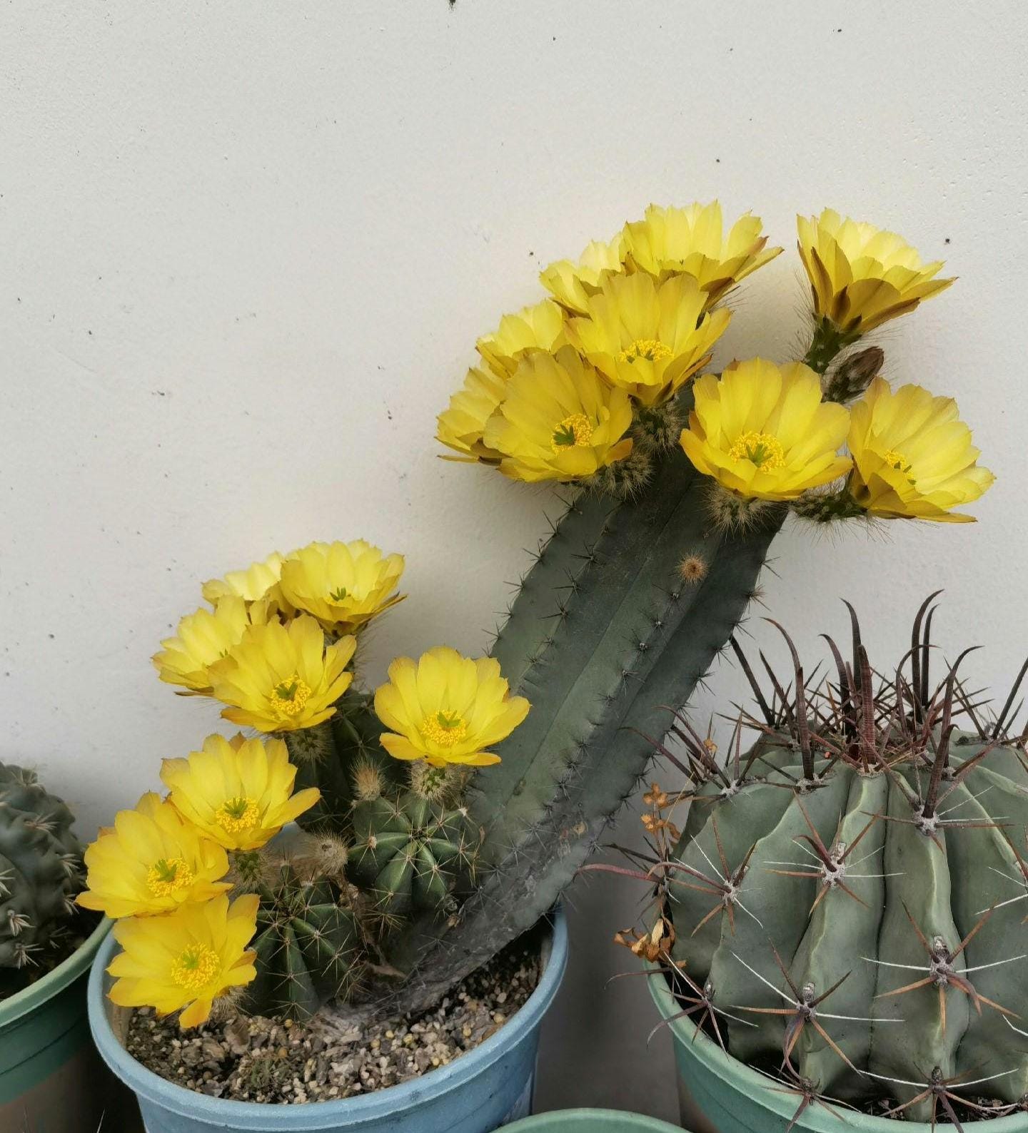 Cactus Echin0cereus subinermis-- 20+ Seeds