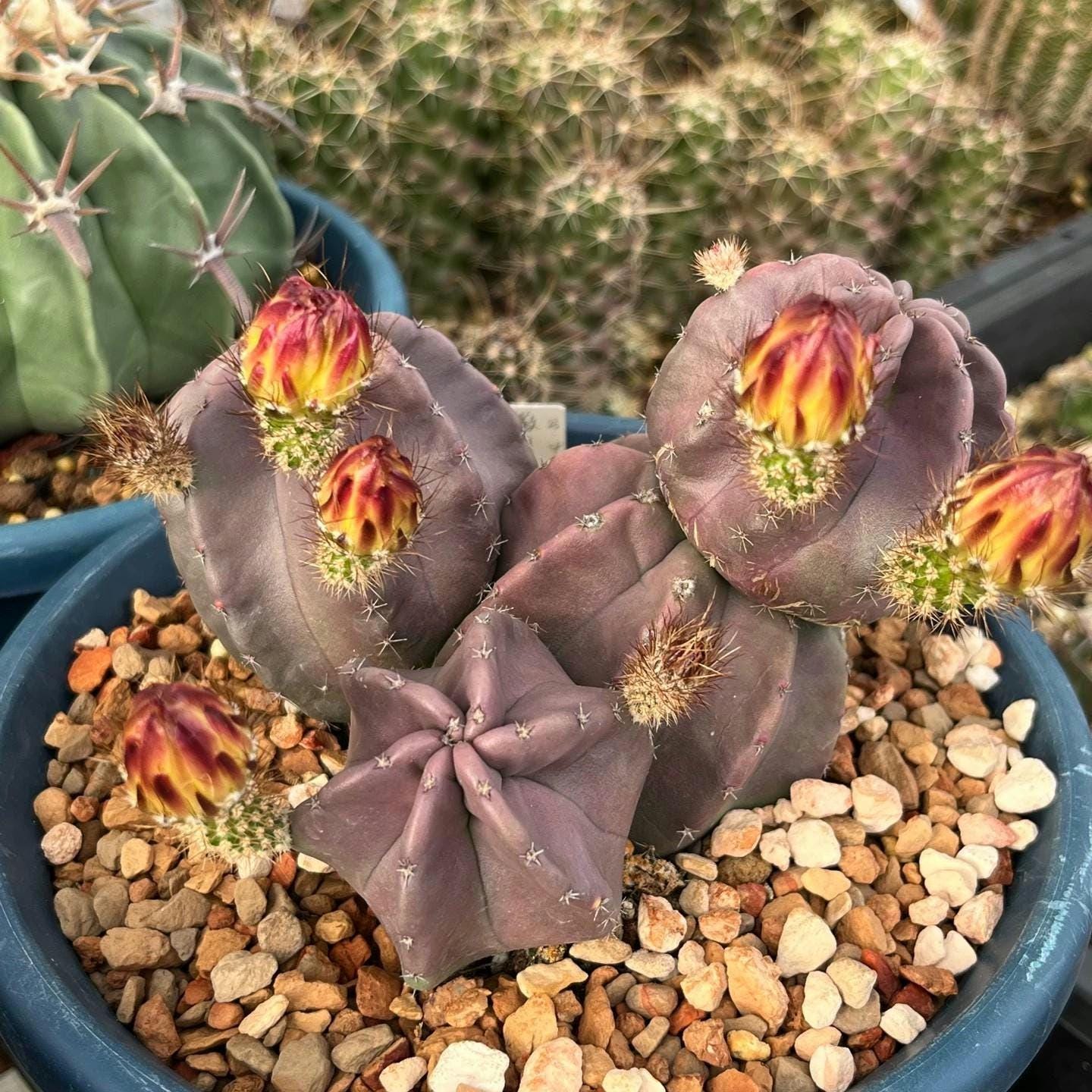 Cactus Echin0cereus subinermis-- 20+ Seeds