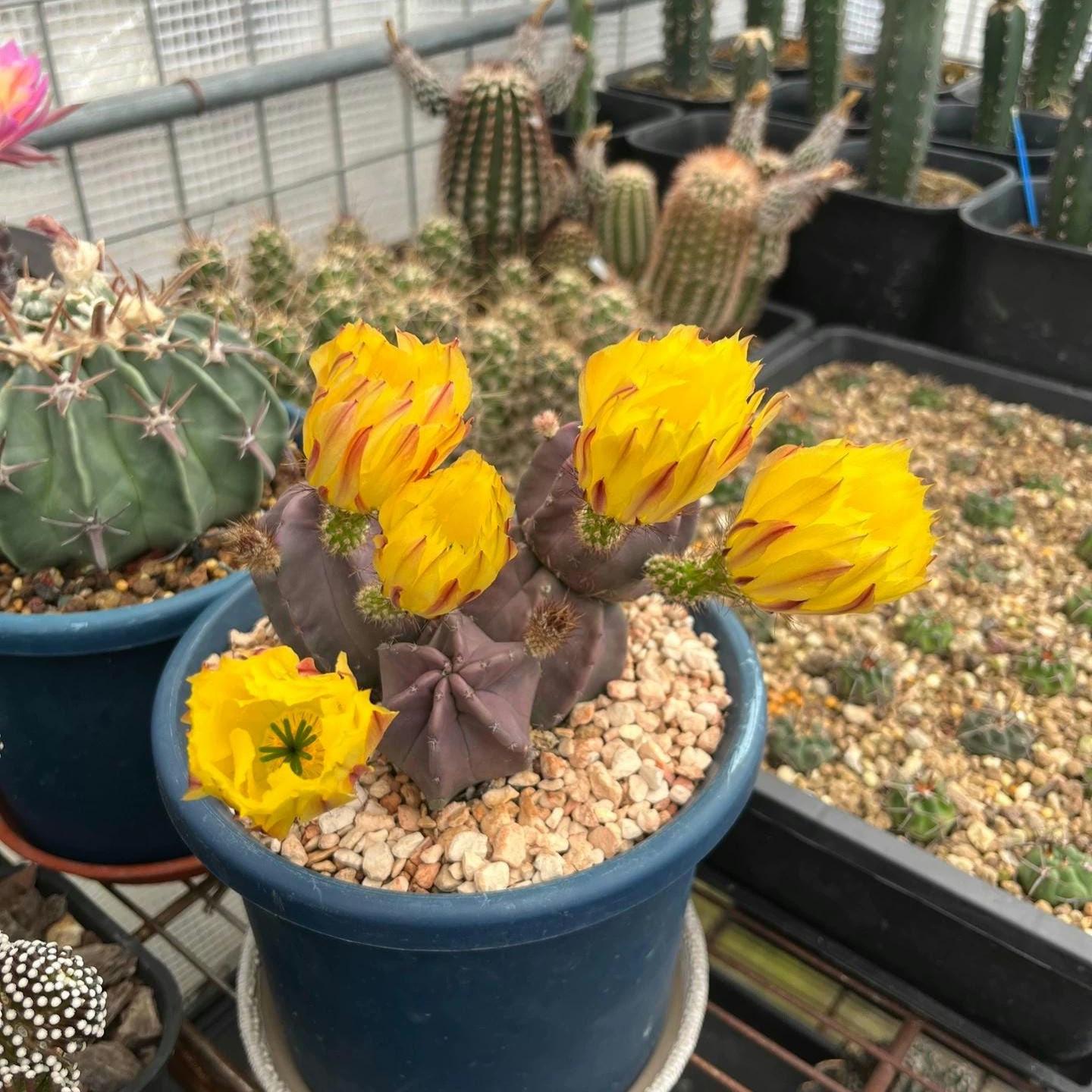 Cactus Echin0cereus subinermis-- 20+ Seeds