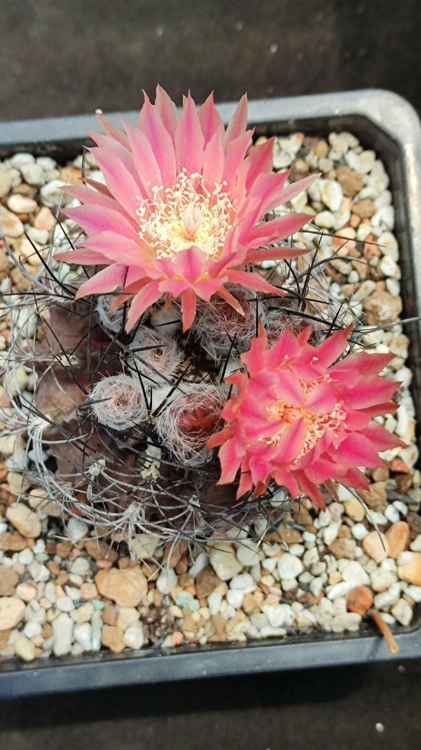 Cactus Eri0syce tal talensis var. floccosus RMF45 -- 10+ Seeds