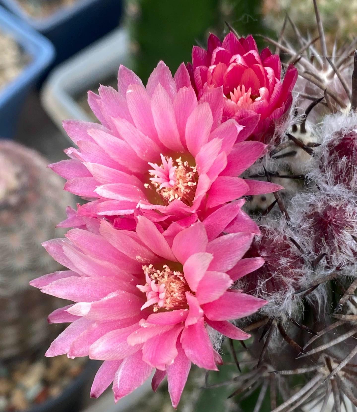 Cactus Eri0syce tal talensis var. floccosus RMF45 -- 10+ Seeds