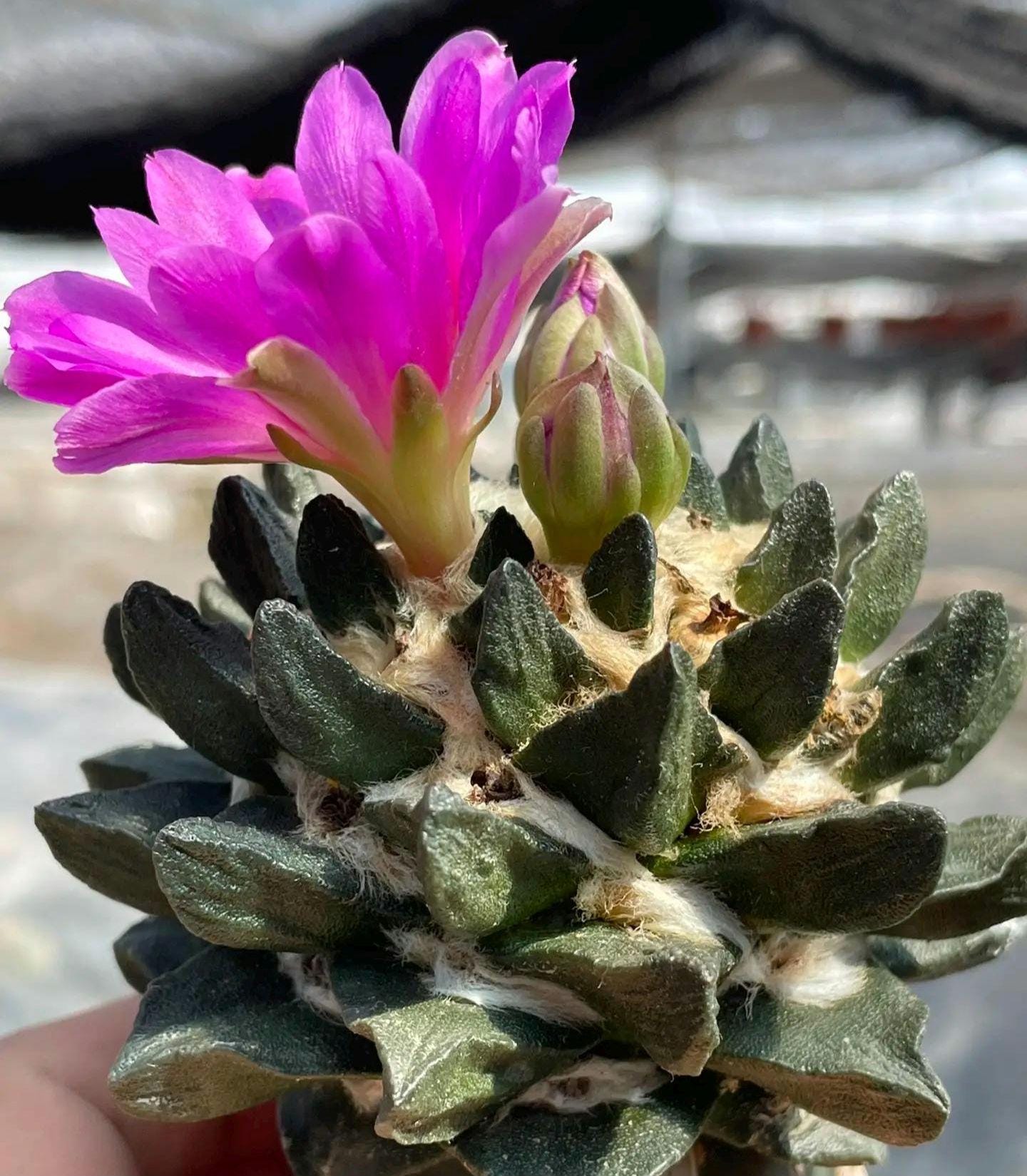 Ari0carpus scaphir0stris -- 6+ Rare Rock Cactus