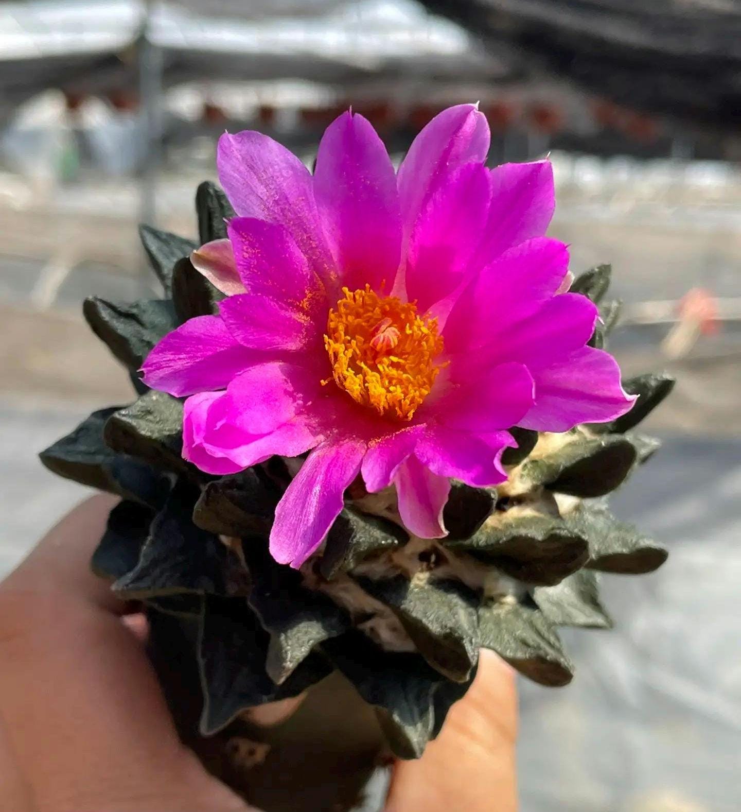 Ari0carpus scaphir0stris -- 6+ Rare Rock Cactus