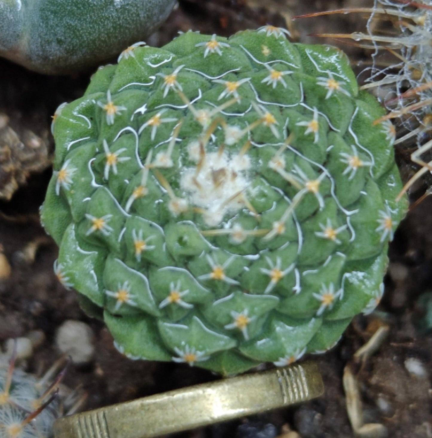 Stromb0cactus discif0rmis Random Plants Each 2.5-3cm+ Size Plant X1