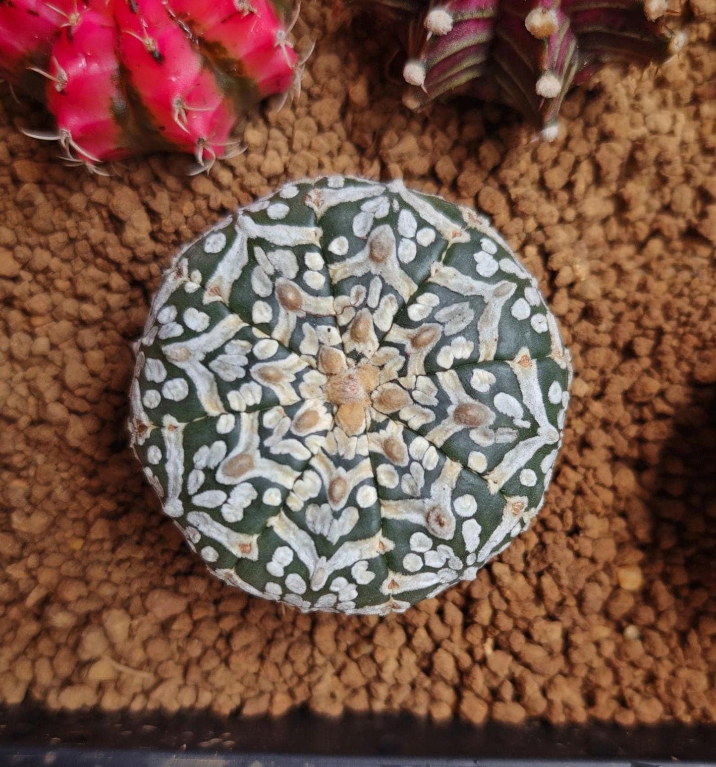 CactusAstro "Oobio | Rare From Japan | Myriostigma | Succulents V-type 4.5 cm+