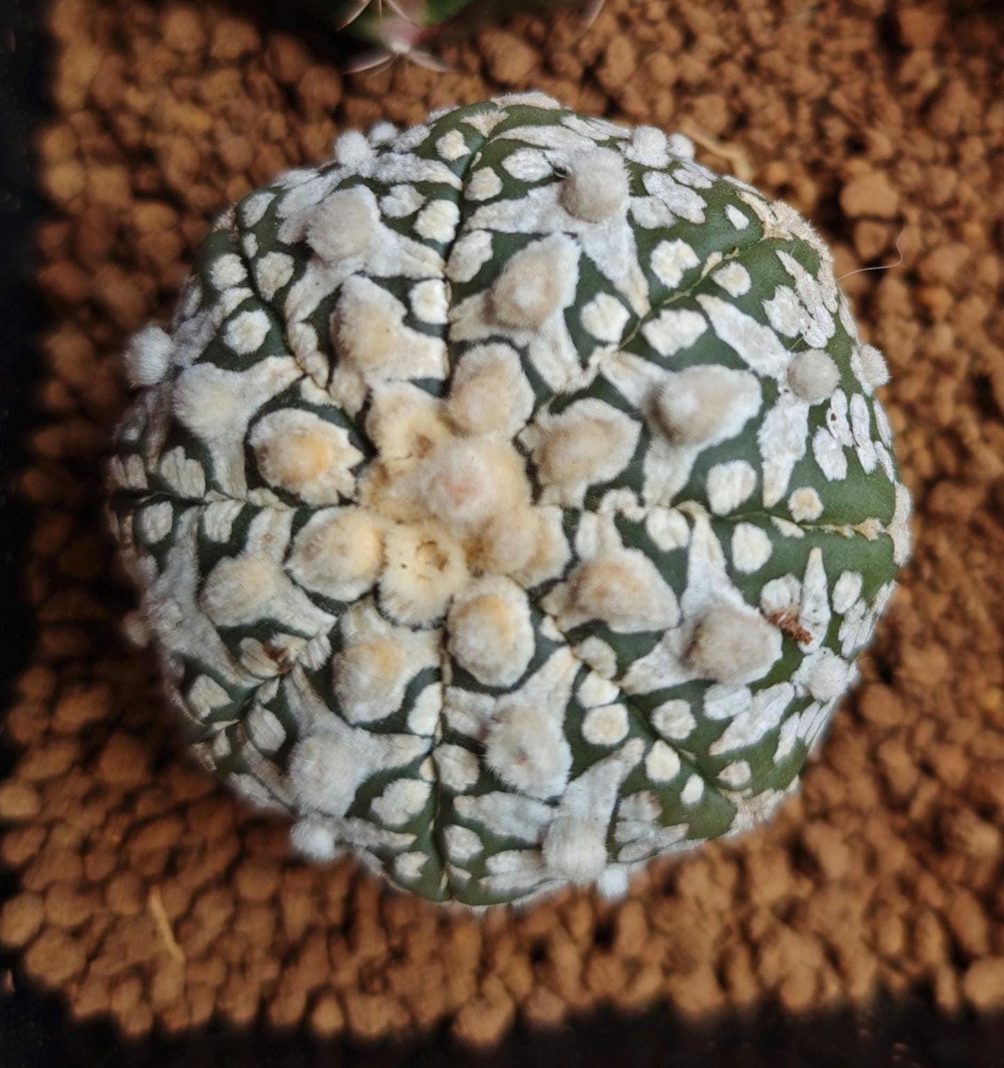 CactusAstro "Oobio | Rare From Japan | Myriostigma | Succulents V-type 4.5 cm+