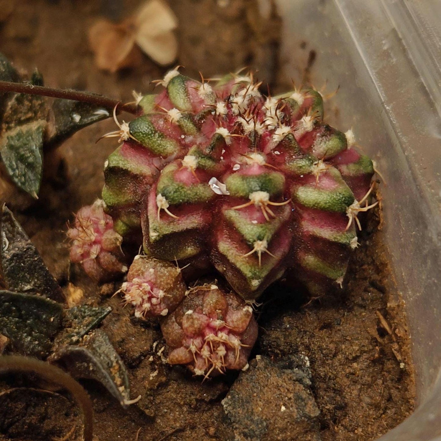 Gymno mihanovichii T-rex plant X 1, 2 cm+, classic variety.