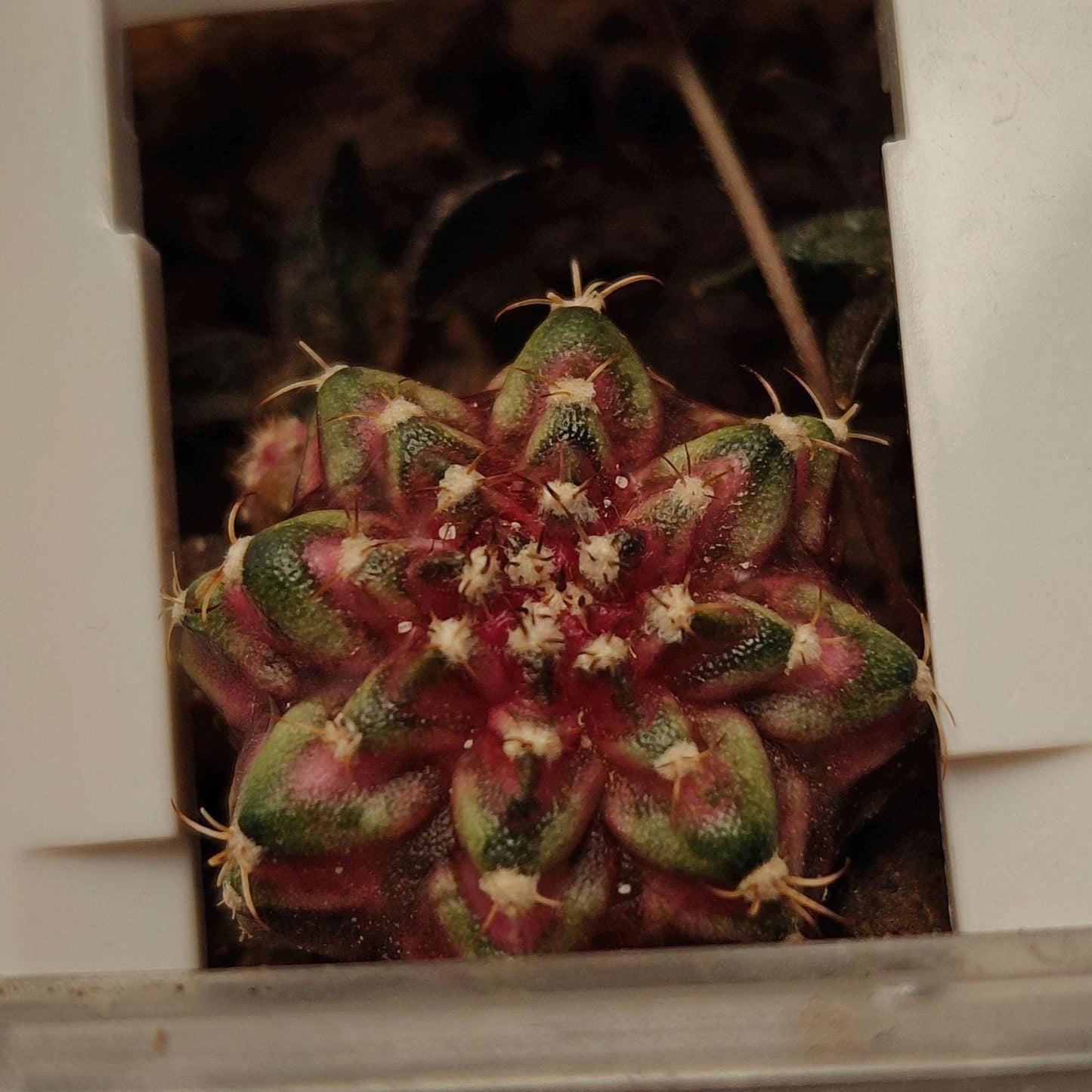 Gymno mihanovichii T-rex plant X 1, 2 cm+, classic variety.