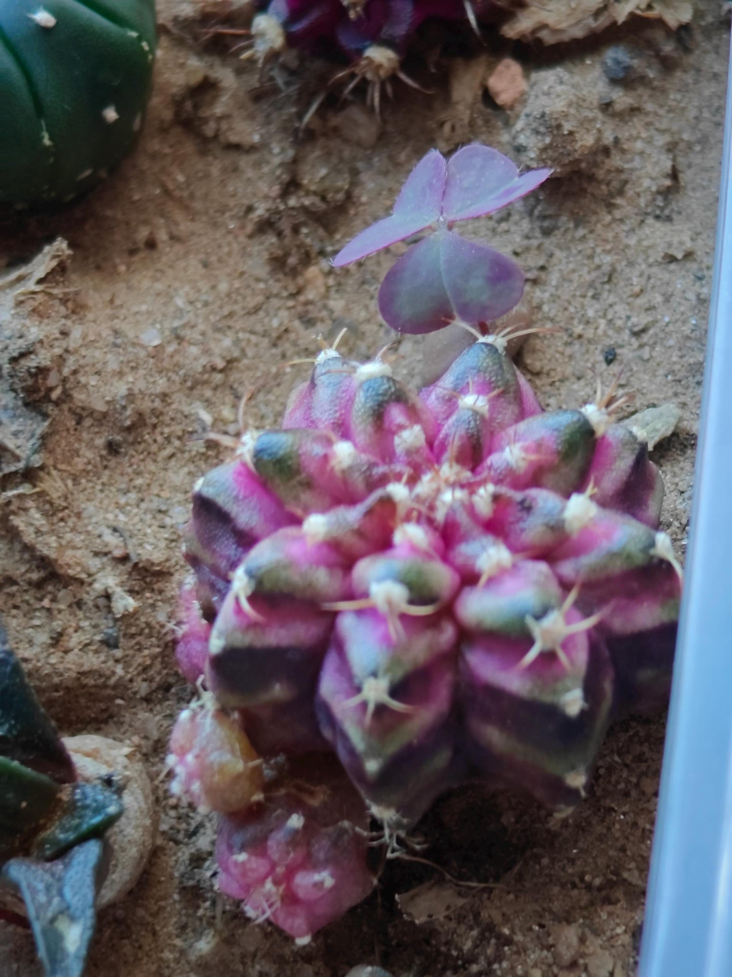 Gymno mihanovichii T-rex plant X 1, 2 cm+, classic variety.